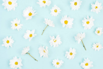 Daisy Aesthetic Wallpaper
