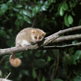 Gray Mouse Lemur Microcebus HD Wallpaper Animals