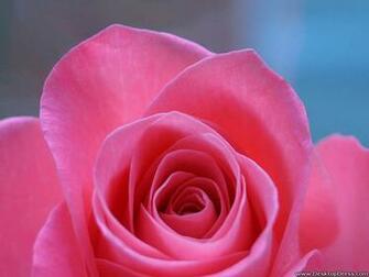 Wallpaper Flowers Gardens Background Big Pink Rose