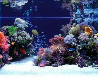 Us Marines Corps Aquarium Wallpaper Hq