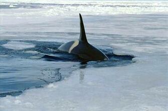 Orca Achtergronden Dieren HD Wallpaper Foto Jpeg