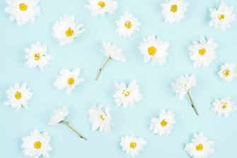 Daisy Aesthetic Computer Wallpaper Kostenlos En