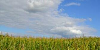 Wais Sf Background Image World Agritech Usa