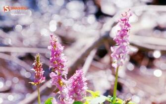 Pink Spring Flowers Desktop Pc And Mac Wallpaper