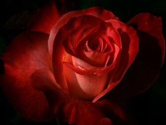 La Imagen Rosa Roja Wallpaper And Stock Photos