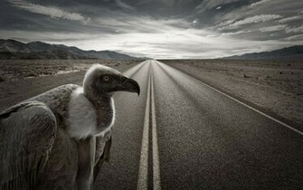 Vulture Computer Wallpaper Desktop Background Id