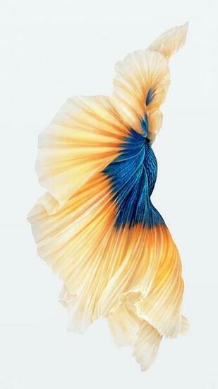 Wallpaper Poissons iPhone 5s Plus Ipod