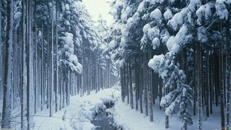Winter Forest Wallpaper