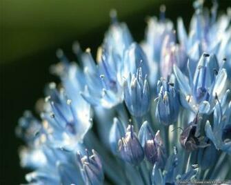 Light Blue Flowers Wallpaper Crazy Frankenstein