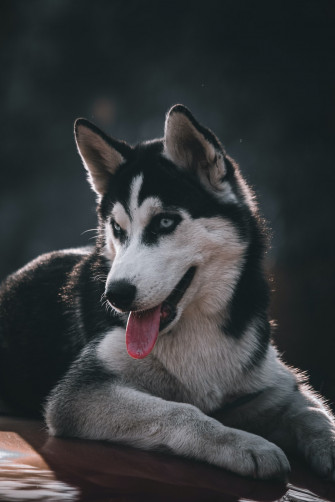 Siberian Husky Wallpaper HD Image Stock