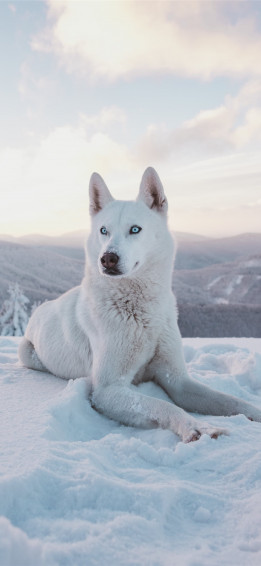 Best Dog iPhone HD Wallpaper