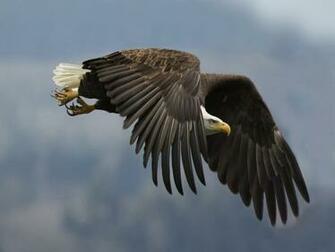 Desktop HD Wallpaper S Bald Eagles