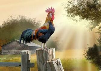 Rooster HD Wallpaper Background