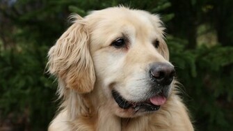 Golden Retriever Jpg