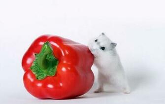 Cute Hamster Wallpaper