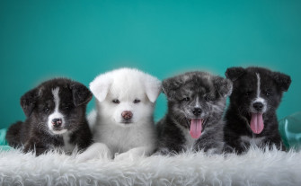 Animal Puppy 4k Ultra HD Wallpaper