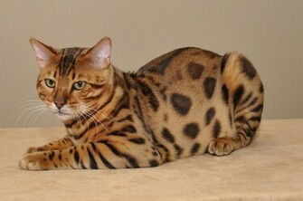 Bengal Cat Poses Wallpaper And Image Pictures Photos