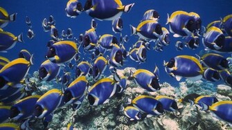 Ocean Life Wallpaper HD Background