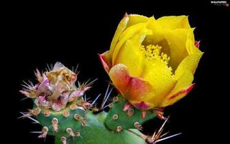 Cactus Drops Flower Full HD Wallpaper