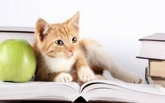 High Resolution Studying Cat Desktop Laptop Wallaper Listed In