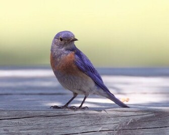 Funny Image Collection Blue Bird Wallpaper