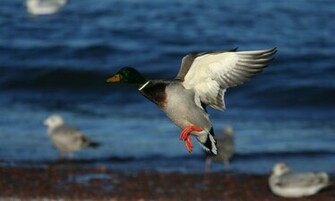 Mallard Duck HD Wallpaper High Definition iPhone