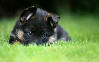 Wallpaper Pet Puppy German Shepherd Animals Picsfab Desktop