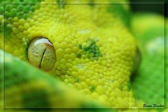 Merauke Green Tree Python By Oobrieoo Close Up