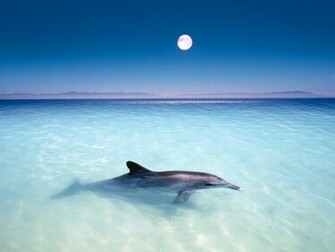 Dolphin Wallpaper
