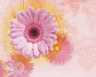Pink Daisy Wallpaper Background For Desktops