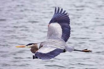 Great Blue Heron Wallpaper Animals Town