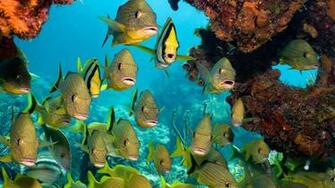 School Of Fish HD Wallpaper