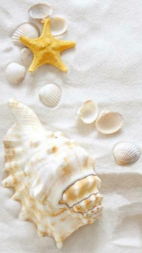 Samsung Galaxy S7 Sand And Clams Wallpaper Gallery Yopriceville