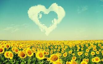 Sunflower Background