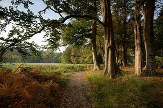 Pictures Netherlands S Graveland Nature Autumn Roads Grass Trees