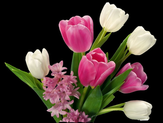 Png Frames Wallpaper Designs Tulips