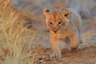 Lion Cub Wallpaper