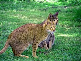 Ocicat Cats Watching Photo And Wallpaper Beautiful
