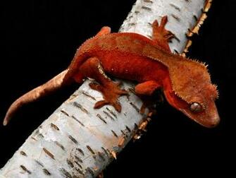 Pin Crested Gecko Rhacodactylus Ciliatus Wallpaper Hq On