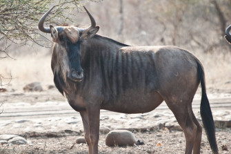 Wildebeest Wallpaper For Computer