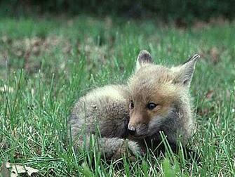 Baby Animal Wallpaper Desktop