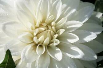 White Flower Wallpaper Open Walls