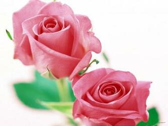 Pink Roses Wallpaper