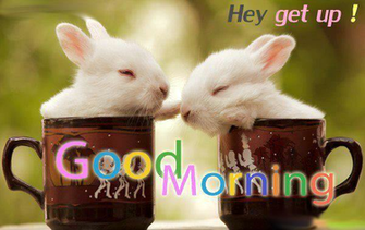 Beautiful Good Morning Pictures And Wallpaper