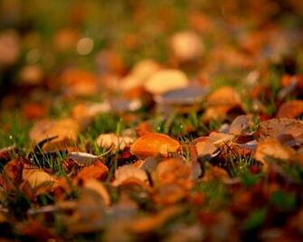 Fall Color Autumn Wallpaper No Desktop