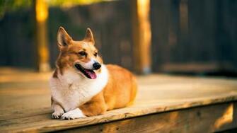 Corgi Dog Animals Wooden Surface Wallpaper HD