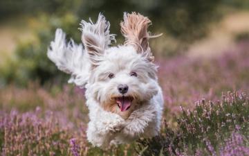 Wallpaper Havana Bichon Running Dog Pets Shaggy