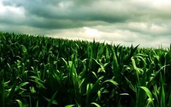 High Resolution Green Corn Field Wallpaper In Nature Scenery Desktop