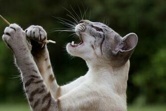 Funny Cat Desktop Wallpaper Dreamlovewallpaper