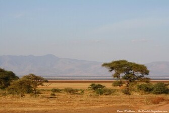 African Grassland Background